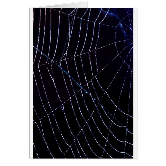 Spider Web (Front)