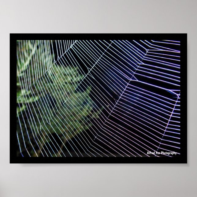 Spider Web at Night Poster (Front)