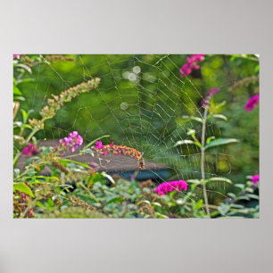 Spider Web On Butterfly Bush Poster