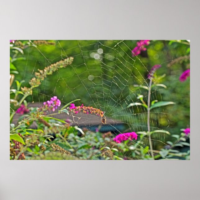 Spider Web On Butterfly Bush Poster (Front)