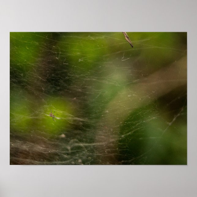 Spider Web  Poster (Front)