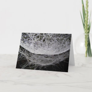 Spider Web With Dew, Water Drop Hammock Card