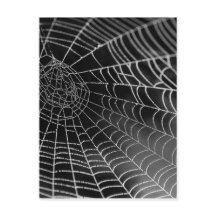 Spider web with water beads