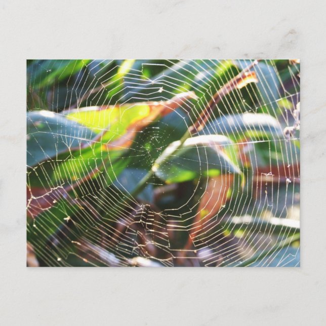 Spider Webs macro  Postcard (Front)