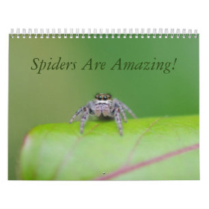 Spiders Are Amazing! Calendar