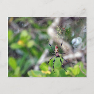 Spiders in Web Postcard
