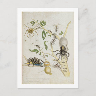 Spiders: Mygole, plate 18 from 'Over de Voorteelin Postcard