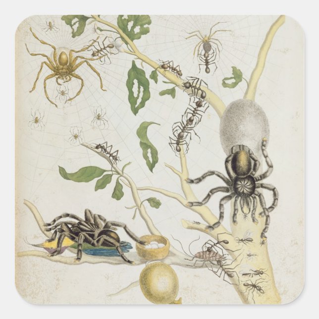 Spiders: Mygole, plate 18 from 'Over de Voorteelin Square Sticker (Front)