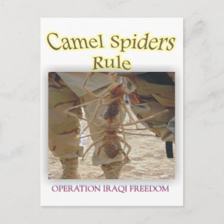 Spiders Postcard