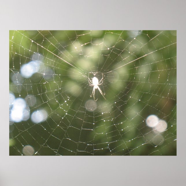 Spider's Web Poster (Front)
