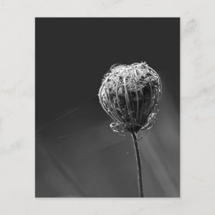Spiders With Wildflower Matching Spider Lovers Flyer