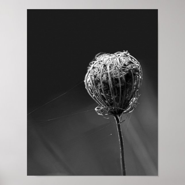 Spiders With Wildflower | Matching Spider Lovers Poster (Front)