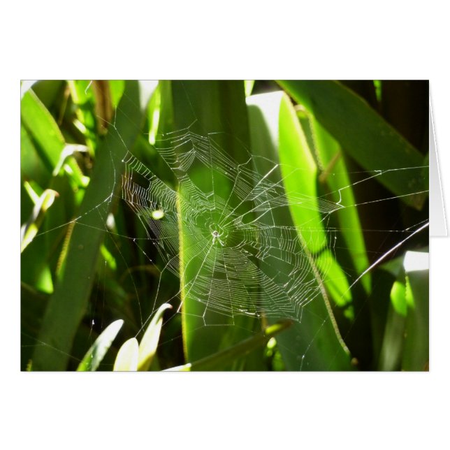 Spiderweb dans Tropical Leaves Nature (Devant horizontal)