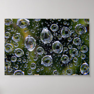 Spiderweb Droplets Poster
