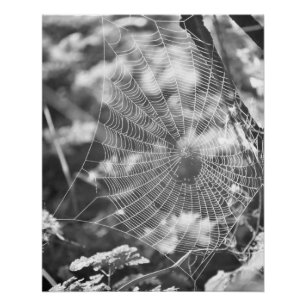 Spiderweb in Long Grass Poster