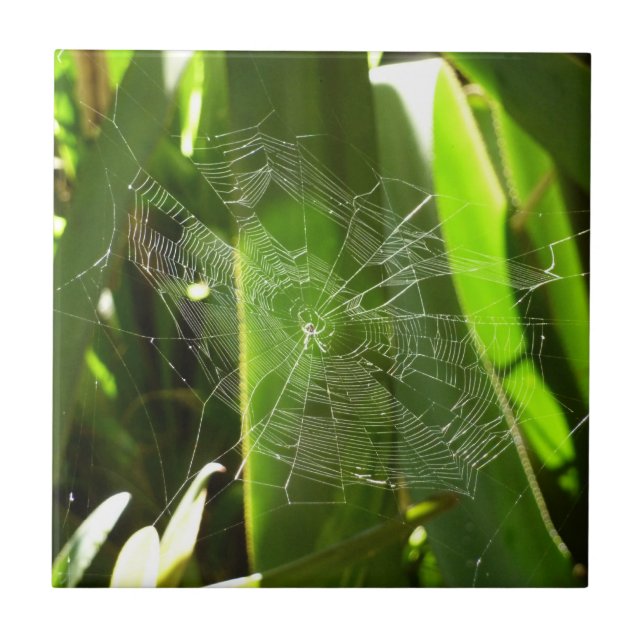 Spiderweb in Tropical Leaves Nature Tile (Front)