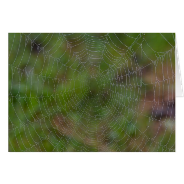 Spiderweb With Droplets (Front Horizontal)