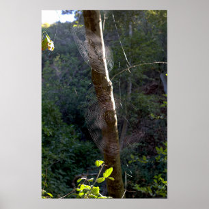 Spiderwebs, Holy Jim Trail - Orange County Poster