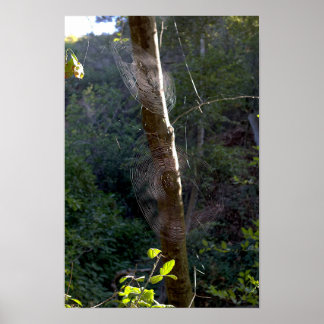 Spiderwebs, Holy Jim Trail - Orange County Poster