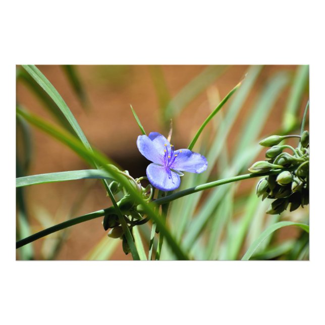 Spiderwort flower photo print (Front)