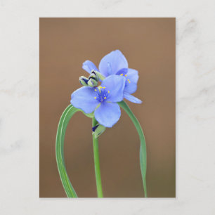 Spiderwort Flower Postcard