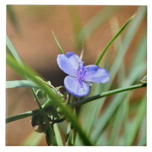 Spiderwort flower tile