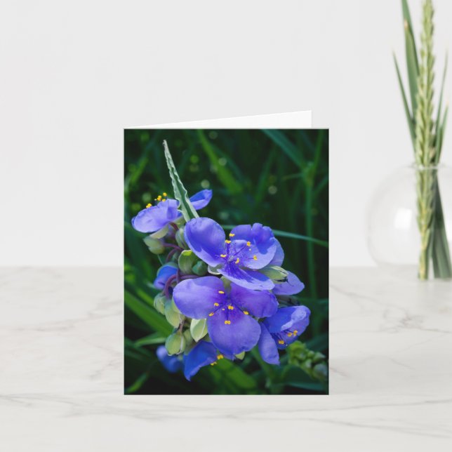 Spiderwort Plant Closeup in Full Bloom Invitation (Front)