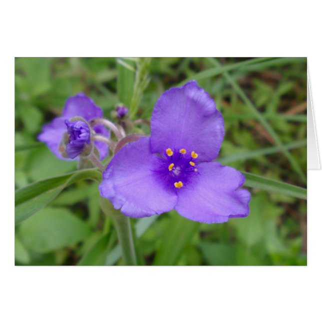 Spiderwort Purple Wildflower (Front Horizontal)