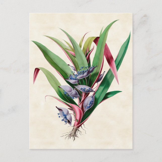 Spiderwort Vintage Botanical Postcard (Front)