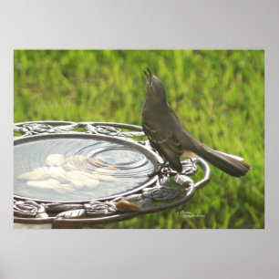 Spiegeland Mockingbird drinking water Poster