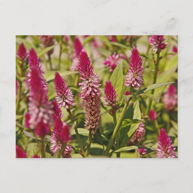 Spiked Flowers Postcard (Front)