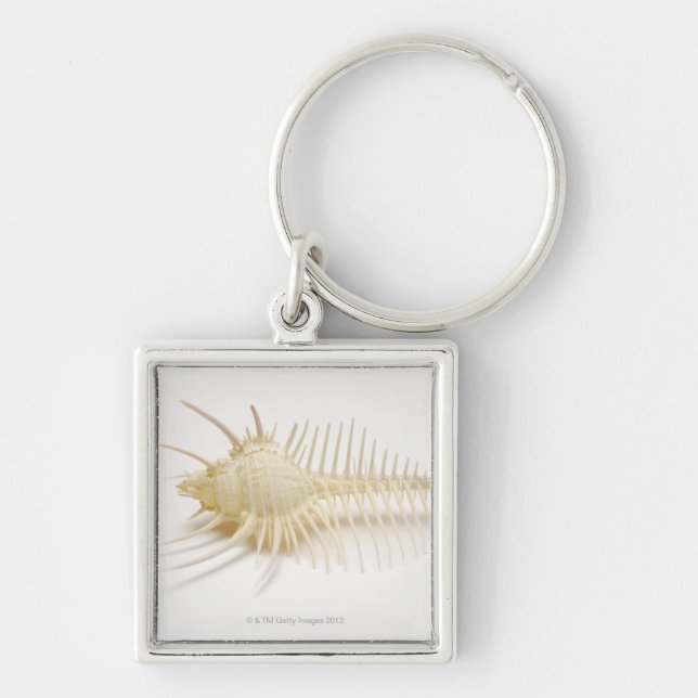Spiked Murex shell Keychain (Front)