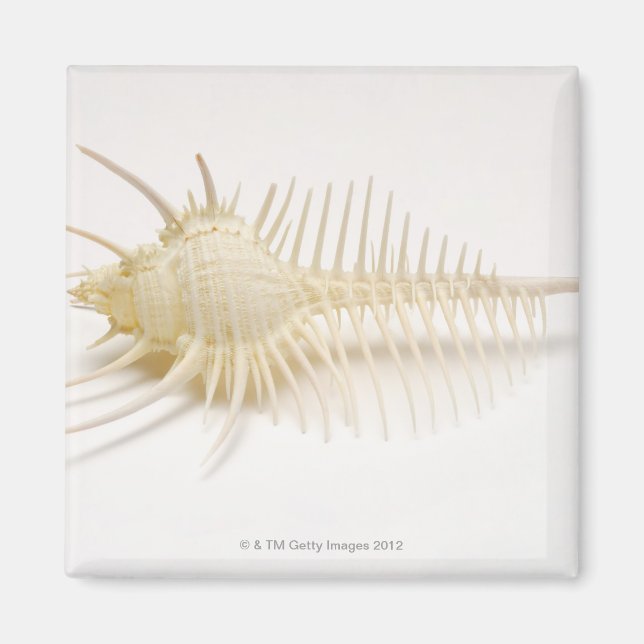 Spiked Murex shell Magnet (Front)