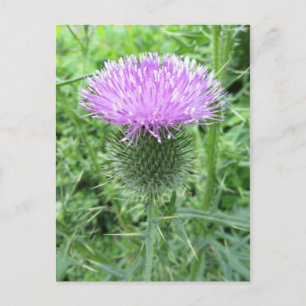 Spiked Purple Flower Postcard