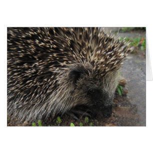 Spiky the hedgehog - Card