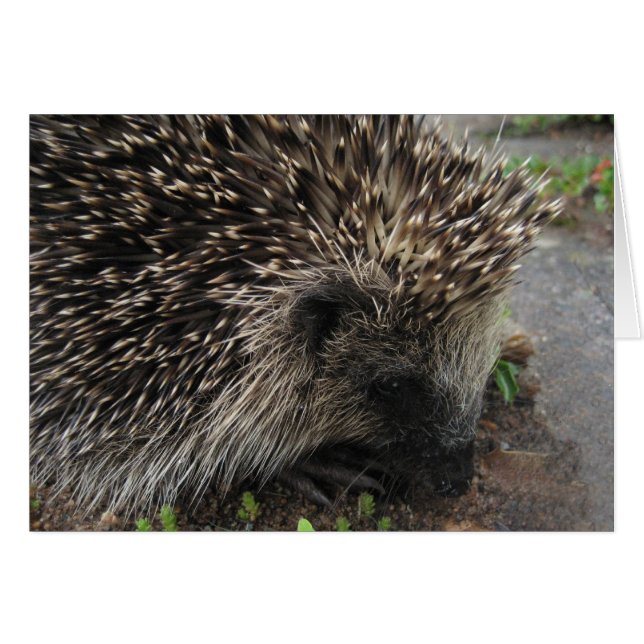 Spiky the hedgehog - Card (Front Horizontal)