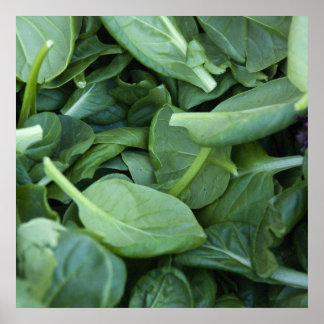 Spinach Leaves Poster