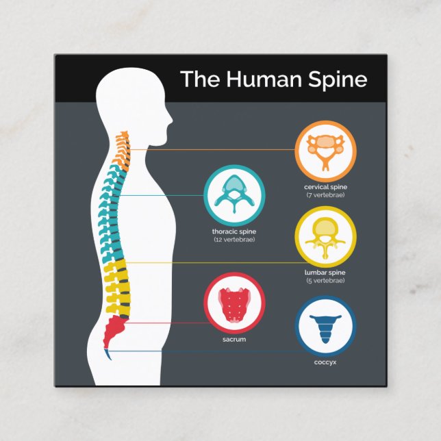 Spinal Anatomy Chart Square Chiropractic Square Business Card (Front)