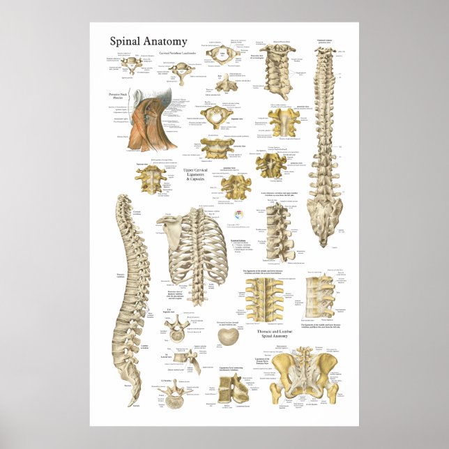 Spinal and Vertebrae Anatomy Poster 24" X 36" (Front)