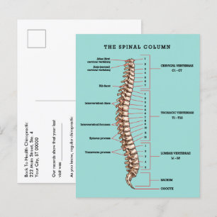 Spinal Column Anatomical Chiropractic Reactivation Postcard