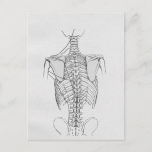 Spinal Column Bones Chiropractic Postcard
