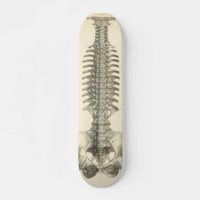 Spinal Column Skateboard (Front)