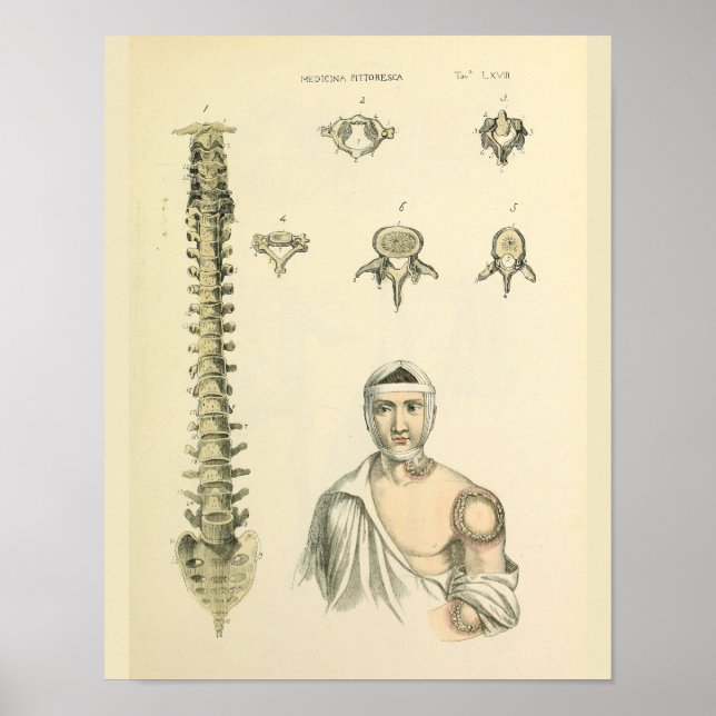 Spinal Column Vertebrae Anatomy Art Print (Front)
