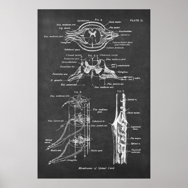 Spinal Cord Anatomy Chart Print no.3 (Front)