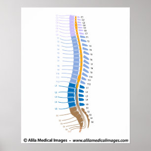 Spinal cord and spinal nerves, medical drawing. poster
