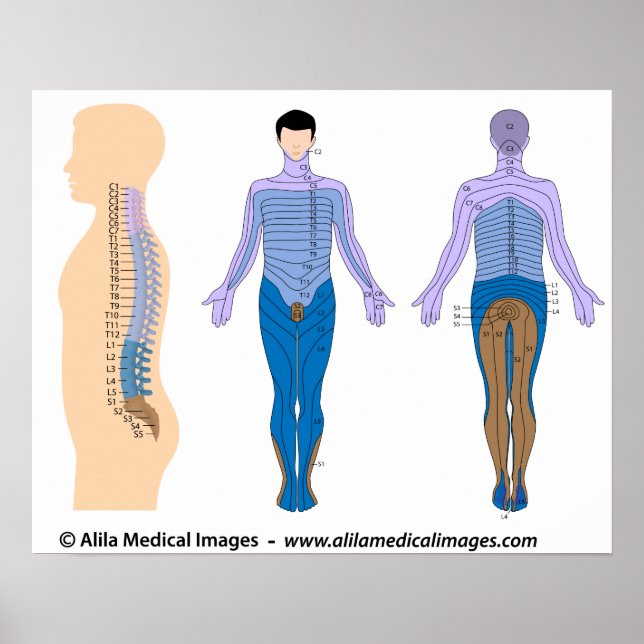 Spinal cord injury basis, medical drawing. poster (Front)