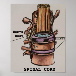 Spinal Cord Poster