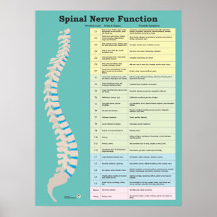 Spinal Nerve Function Customize Background Colour Poster