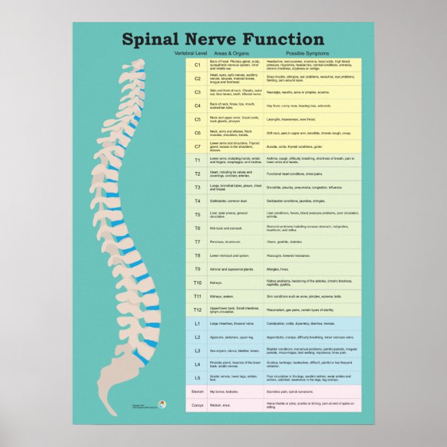Spinal Nerve Function Customize Background Colour Poster (Front)