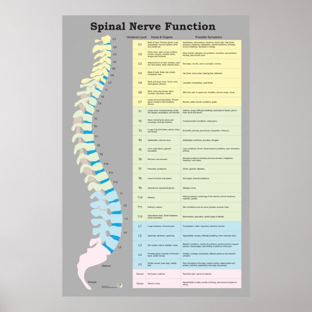 Spinal Nerve Function Poster Chiropractic (Front)